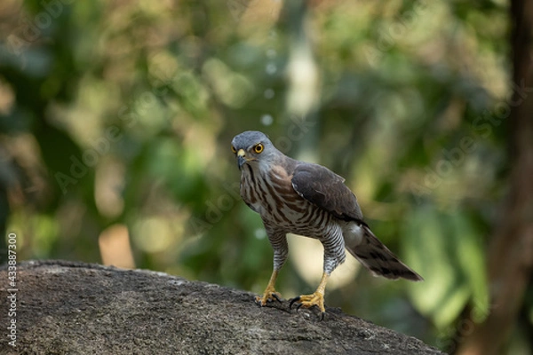 Obraz Crested Goshawk in natural 
