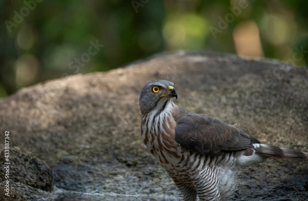 Obraz Crested Goshawk in natural 