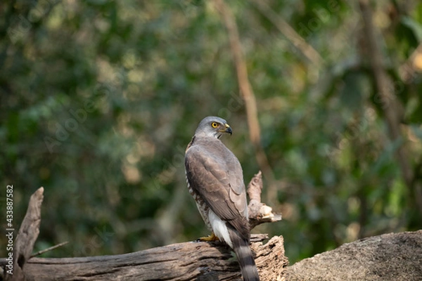Obraz Crested Goshawk in natural 