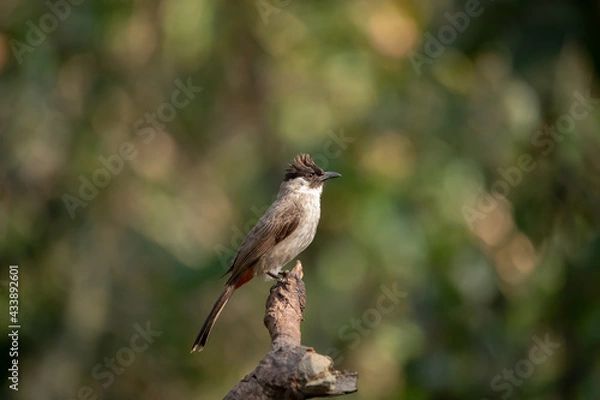 Obraz Sooty-headed Bulbul 
