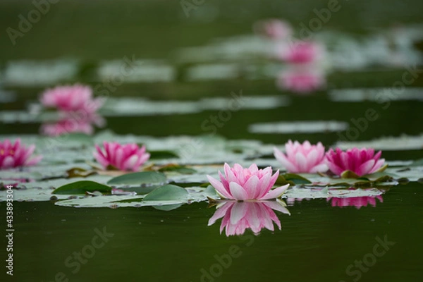 Fototapeta Water lily flowers and leaves floating in the pond (plural)