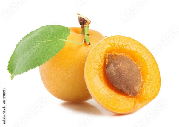 Obraz Apricot on a white background