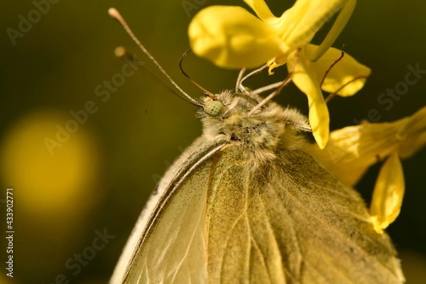 Obraz animals living in the forest
