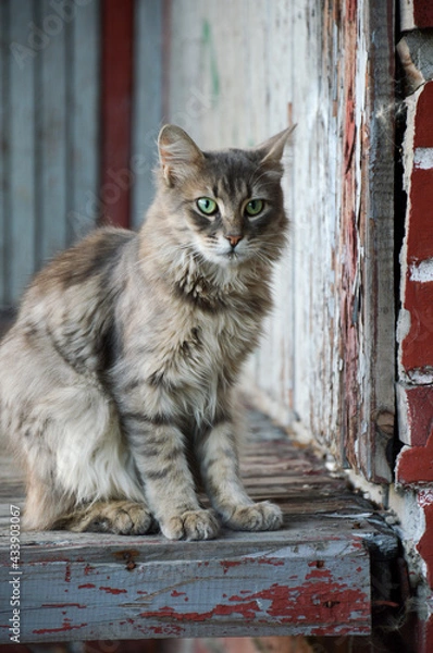 Obraz Gray cat with green eyes