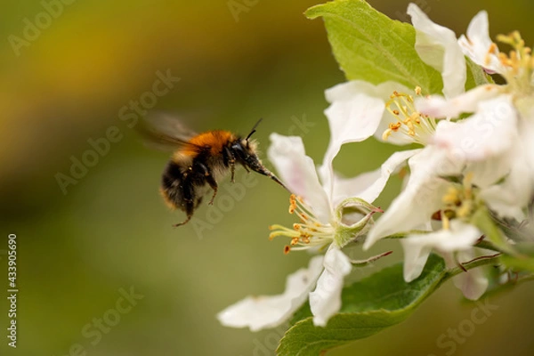 Fototapeta close-up of a bumblebee on the approach to flower