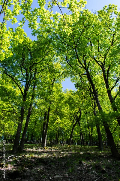 Fototapeta autumn in the park