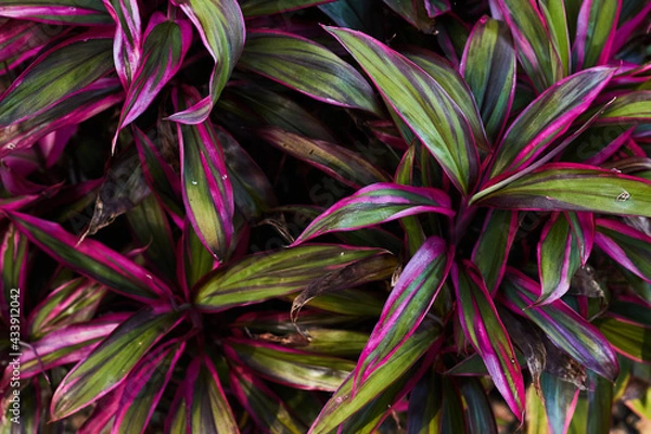 Fototapeta 青空と鮮やかな観葉植物(コルジリネ・ターミナリス)の葉