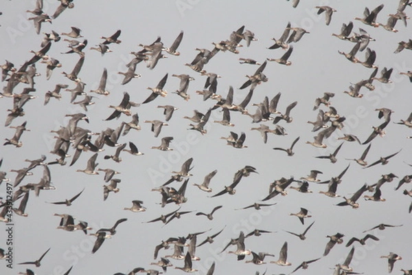 Obraz Gänseschwarm