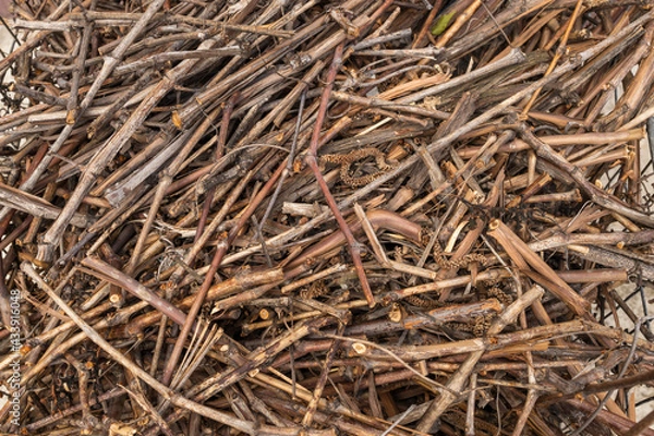 Obraz Chopped dry barbecue grape stalks