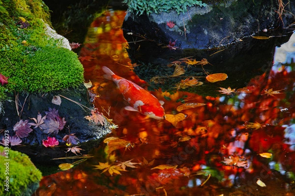 Obraz 日本庭園の池の鯉（日本）
