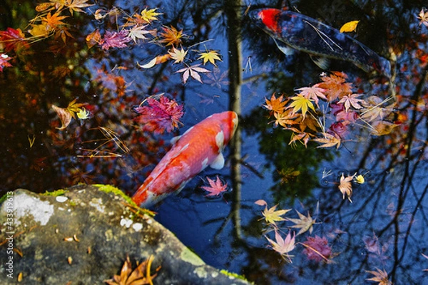 Obraz 日本庭園の池の鯉（日本）
