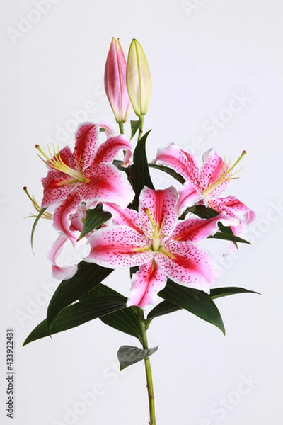 Obraz Pink lily on white background