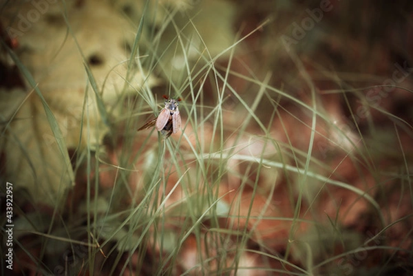 Obraz beetle in the grass