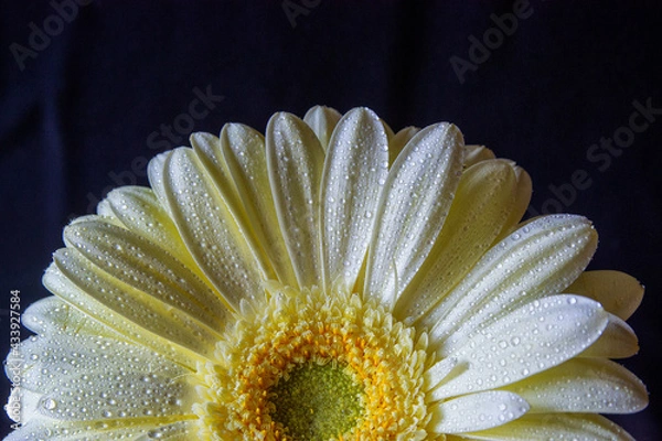 Obraz Yellow gerbera with water drops on a black background