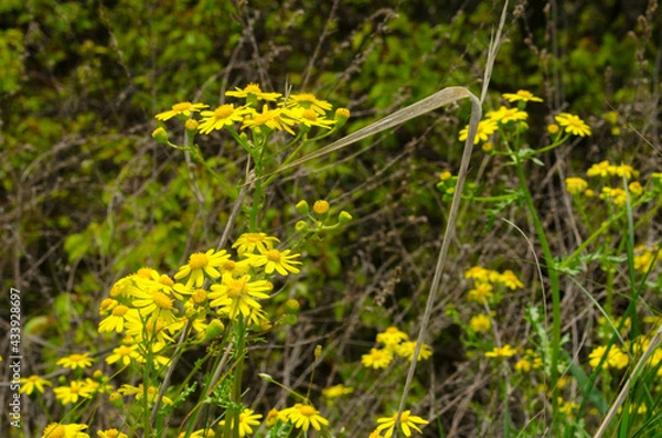 Obraz yellow dandelions in the grass