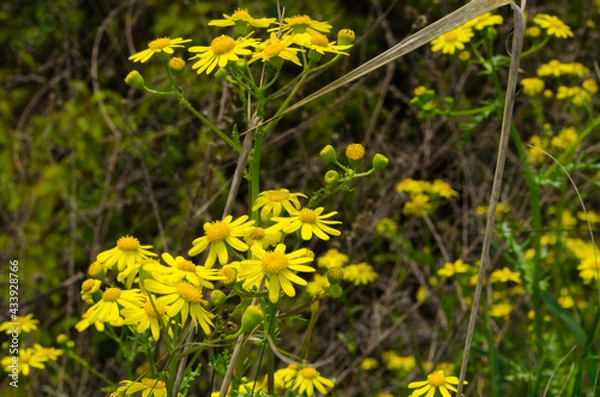 Obraz yellow dandelions in the grass
