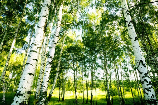 Obraz forest birch