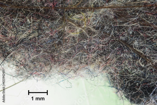 Fototapeta House dust with many fibers, microplastics and dirt particles as a microphotograph with a scale