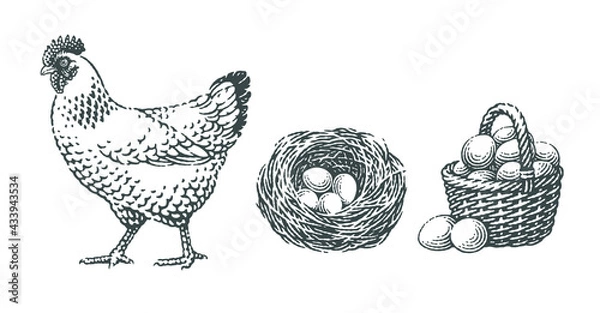 Fototapeta Forest, farm, chicken, bird nest with four eggs into it and basket with eggs. Chicken, farm domestic animals.
Hand drawn engraving vintage style vector illustrations.