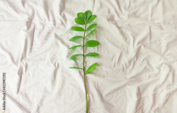 Fototapeta White installation - still life for blogger as white background, modern art. Abstract with a sprig of a houseplant, green leaves of a house palm and a white cloth