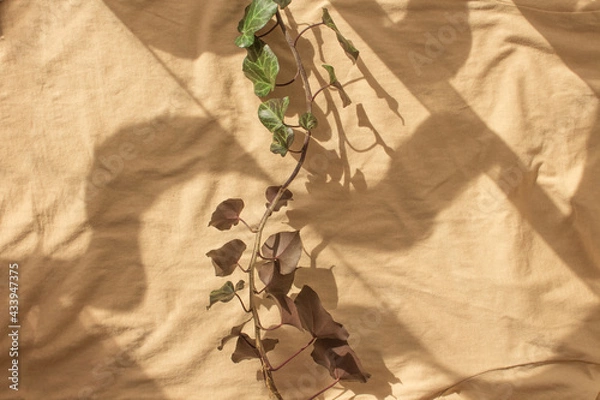 Fototapeta Beige installation - still life for blogger as beige background, modern art. Abstract with weaving ivy. Shadow and light on the folds of the fabric. Copy space, top view, flat lay