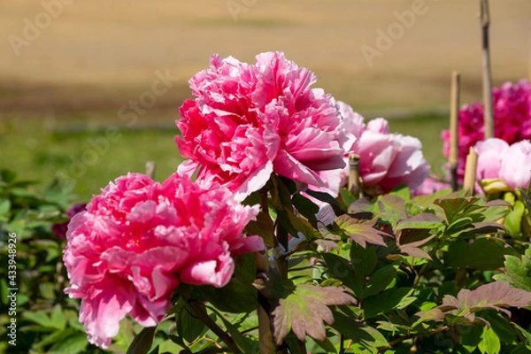 Fototapeta 日当たりの良い公園の牡丹