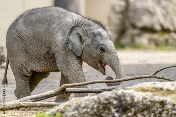 Obraz baby elephant otto