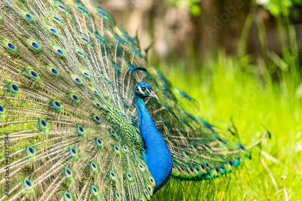 Obraz Peacock