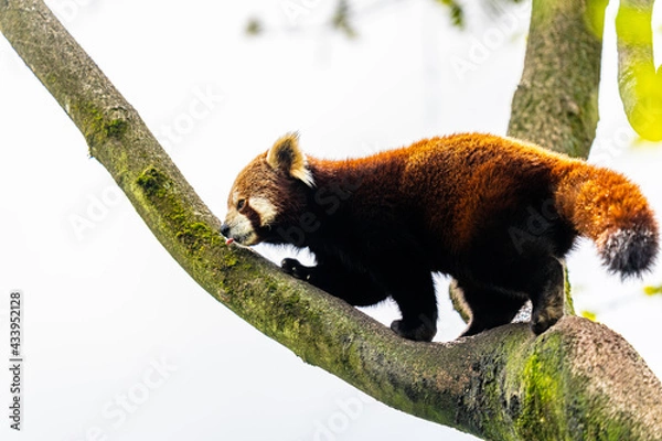 Obraz red panda