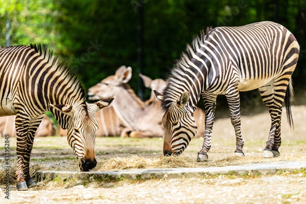 Obraz 2 zebras