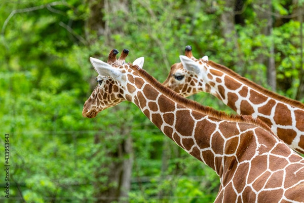 Obraz 2 Giraffes