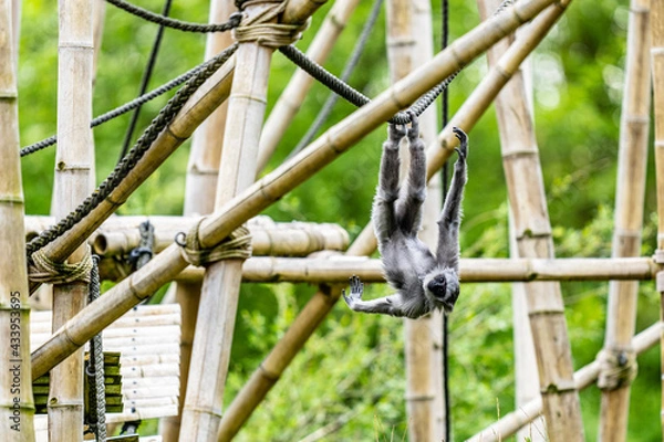 Obraz Ape swinging on a rope

