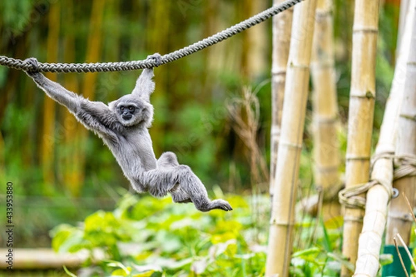 Obraz Ape swinging on a rope

