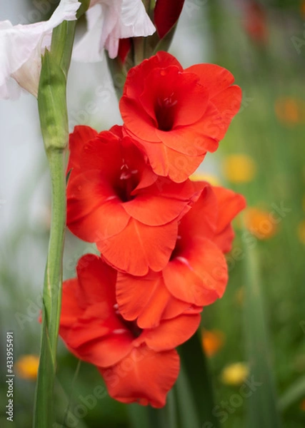 Obraz Red Gladiolo