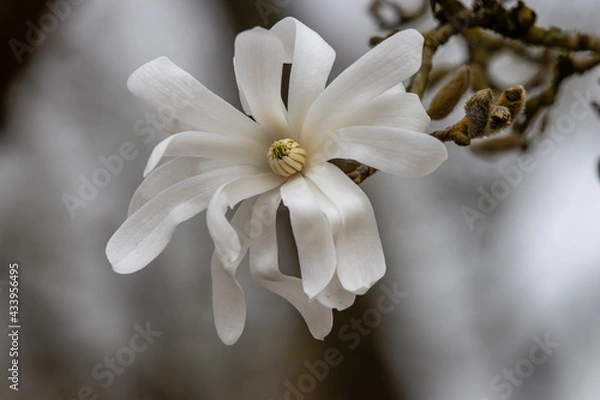 Obraz Single pure white Magnolia Stellata Royal Star flower in spring
