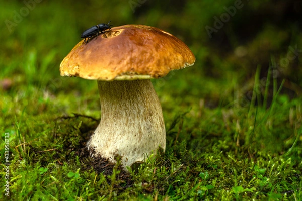 Fototapeta A large edible boletus mushroom with a red cap grows in the moss in the forest. A black beetle crawls on the hat.