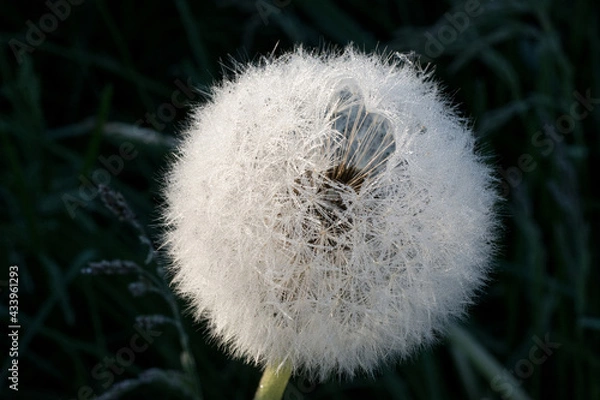 Obraz dandelion in dew