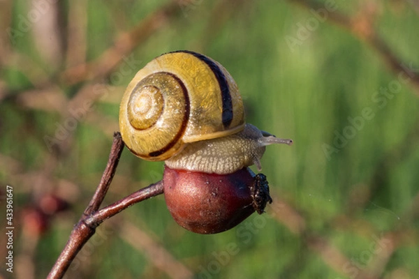 Obraz snail on briar