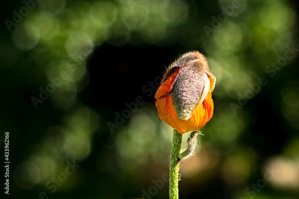 Obraz poppy background