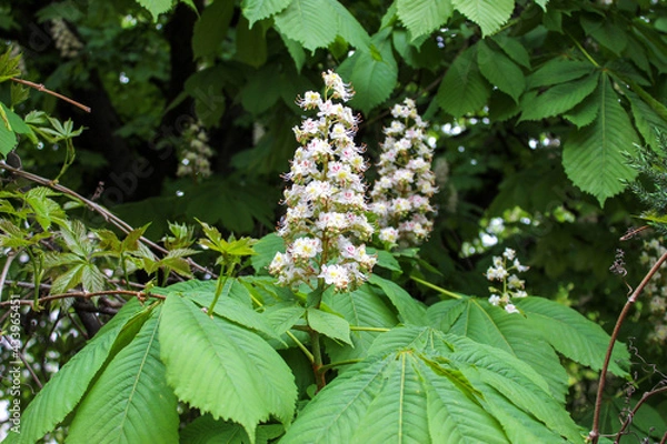 Fototapeta Flowering Chestnut. Close-up image of the spring flowering. White chestnut flowers photographed against the background of lush green leaves.