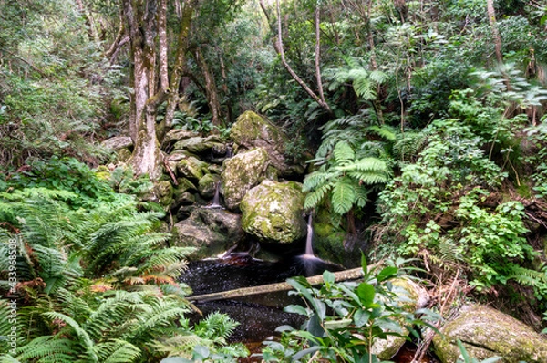 Obraz Waterfall in forest