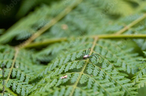 Obraz Spider on a fern