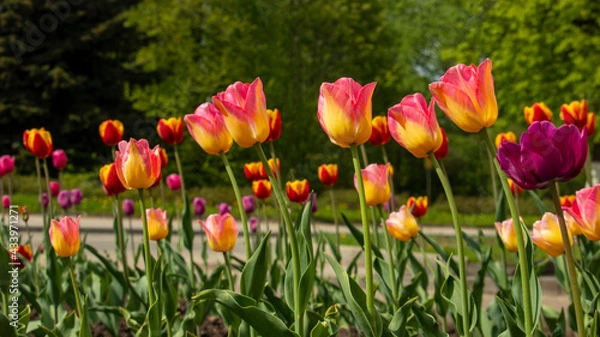 Fototapeta multicolored tulips on a flowerbed, macro photography, backgrounds