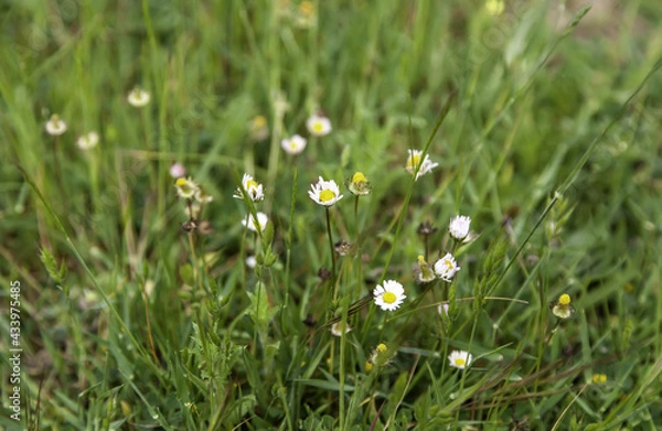 Obraz Daisies in the forest