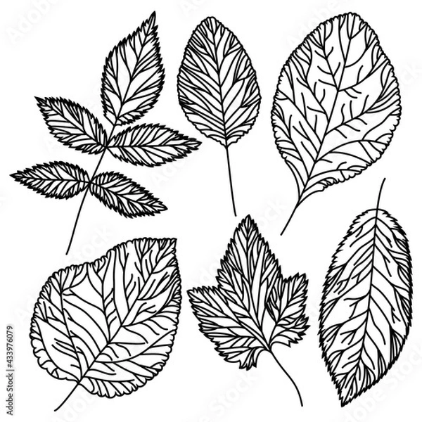 Obraz set of leaves