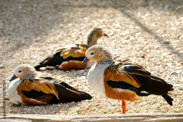 Obraz Ducks in the park sunbathing