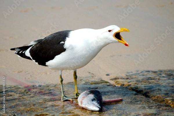 Obraz Seagull with fish head
