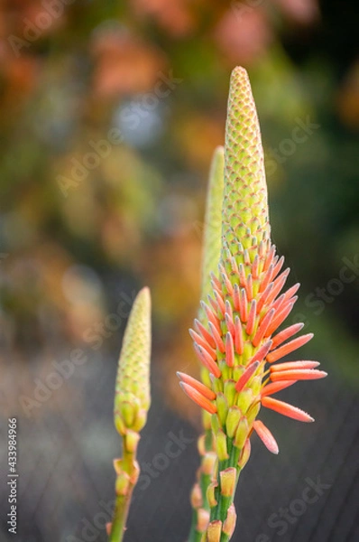 Obraz Aloe flower