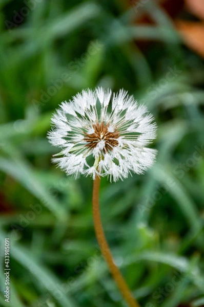 Obraz Dandelion in bloom
