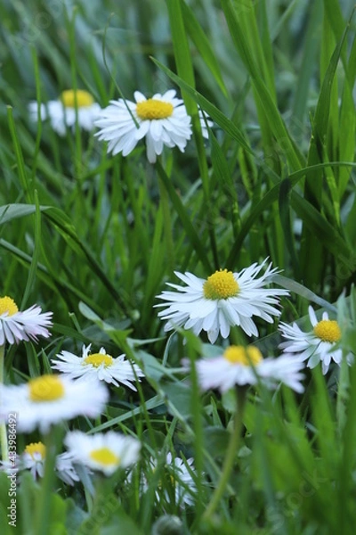 Obraz Daisy flowers on green meadow